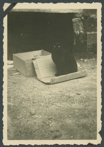 Chat noir dans un carton.