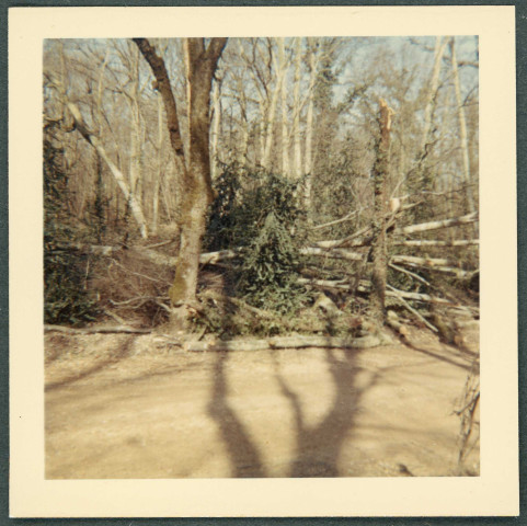 Tempête des 12 et 13 mars 1965 : forêt et arbre déraciné (non localisé).