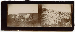 Montepeloso : Paysage et paysan labourant son champ avec son attelage tiré par deux vaches.