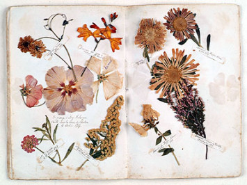 Page de l'herbier "Fleurs de guerre" constitué par Stanislas Boireau (Cote AD37 : 1J1352)
