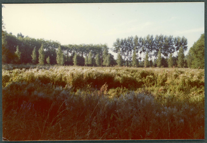 Monts, domaine de Candé : prairie, moulin Couché.