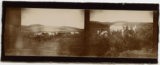San Gervasio : Vue latérale d'un troupeau de vaches.