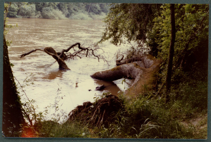Crue à Chenonceaux, arbre déraciné et immergé.